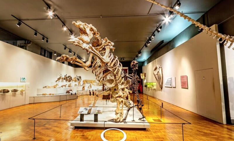 Conheça o Museu de Zoologia da USP neste tour virtual 360º
