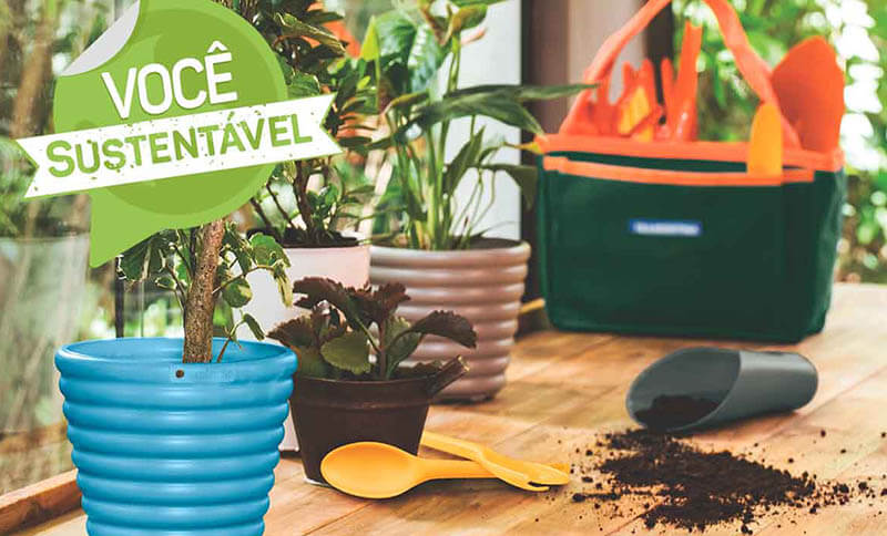 Conheça 8 plantas para reduzir a poluição em sua casa