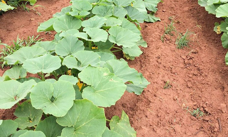 Série no IGTV valoriza alimentação saudável e contato com a terra