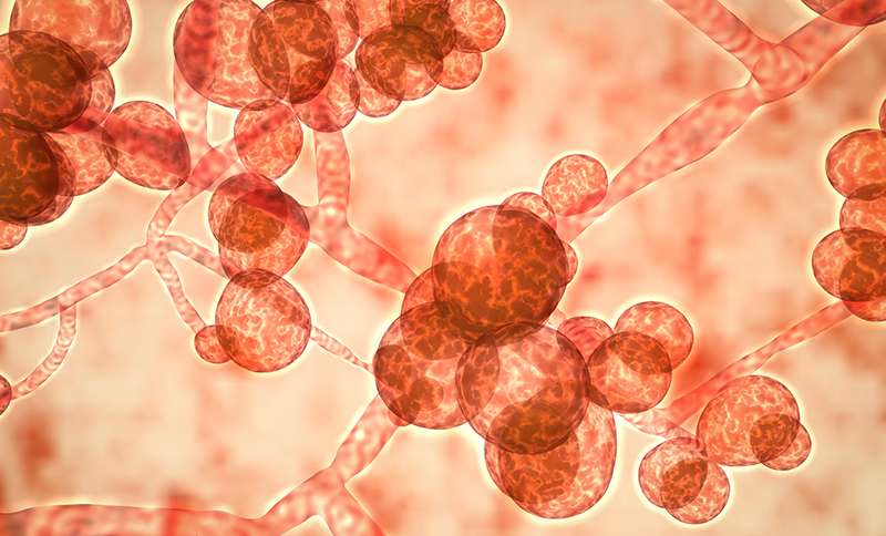 Anvisa emite alerta sobre caso de ‘superfungo’ no Brasil