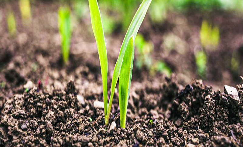 ONU promove evento virtual de empreendedorismo sustentável