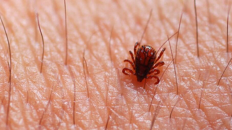 Febre maculosa: Saiba como prevenir a doença transmitida por carrapato 